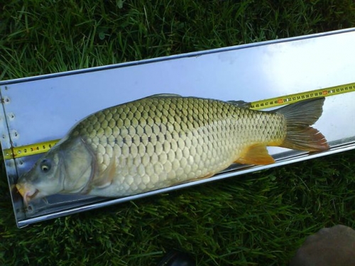 Slovenský pohár v love kaprov voľným spôsobom 