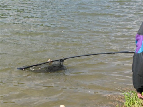 Slovenský pohár v love kaprov voľným spôsobom 