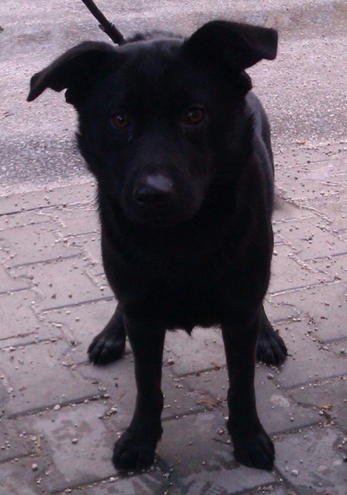 Čierna fenka