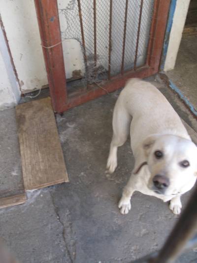 labrador