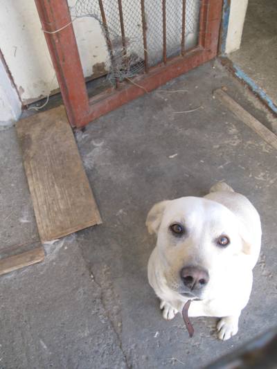 labrador
