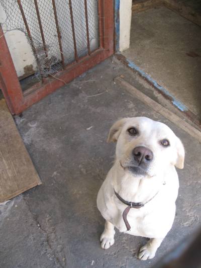 labrador